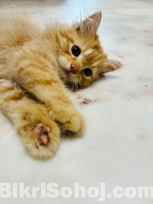 Traditional Persian long coat cat